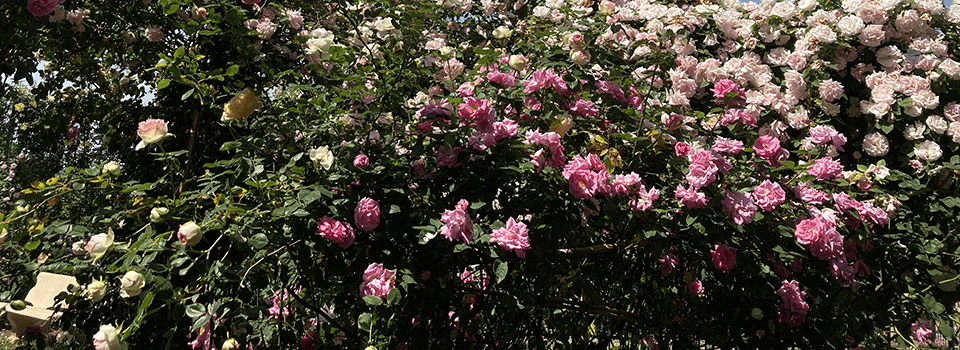 Giardini-Segreti-il-Giardino-Pacchioli-00