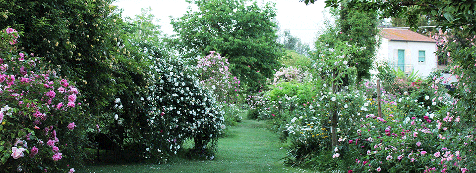 Giardini-Segreti-Il-rifugio-della-rosa-00