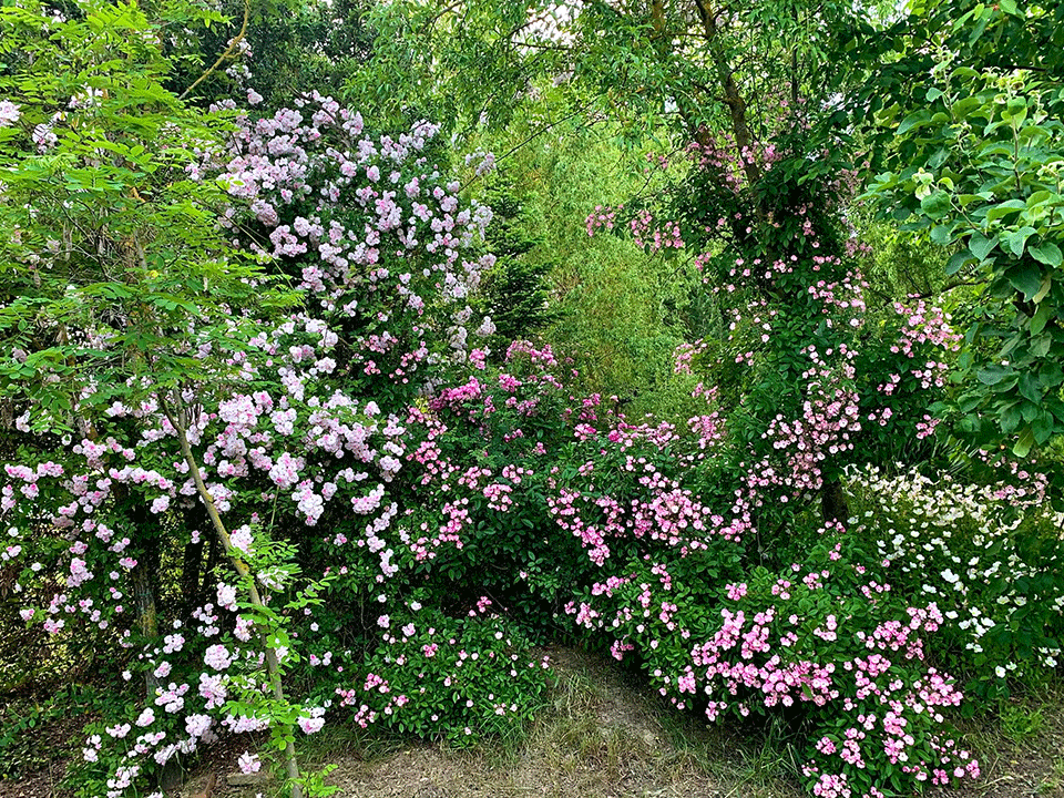 Giardini-Segreti-il-giardino-di-Marzio-Antolini-1o