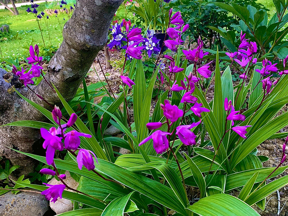 Giardini-Segreti-il-giardino-di-Marzio-Antolini-4o
