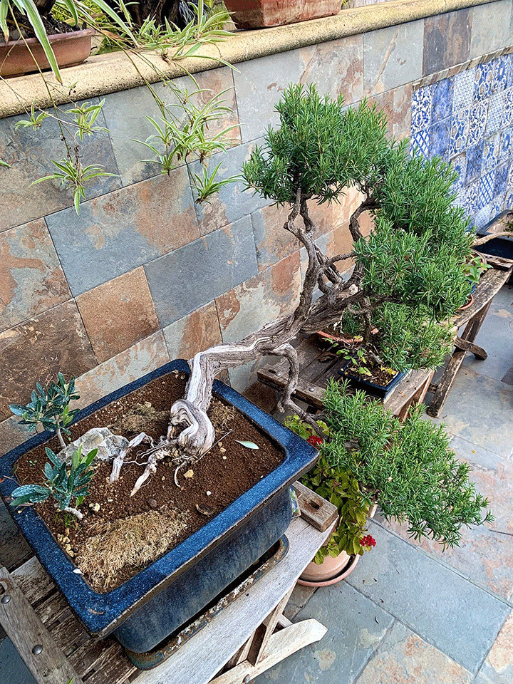 Giardini-Segreti-il-giardino-di-Marzio-Antolini-8v